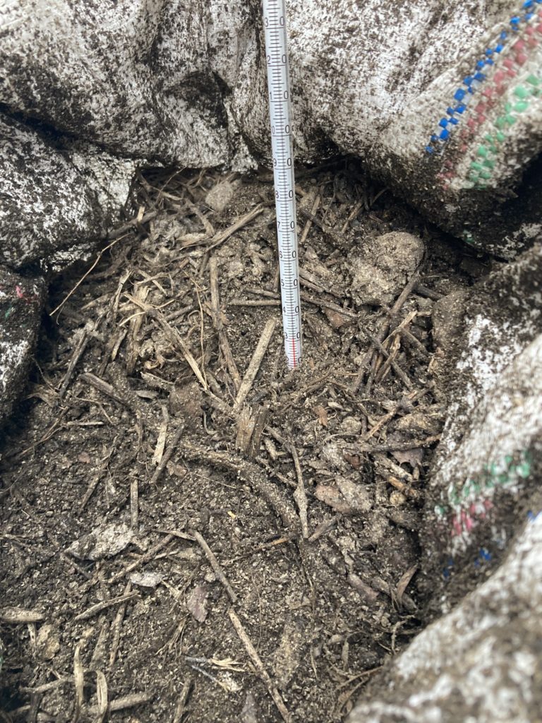 雑草堆肥　31℃