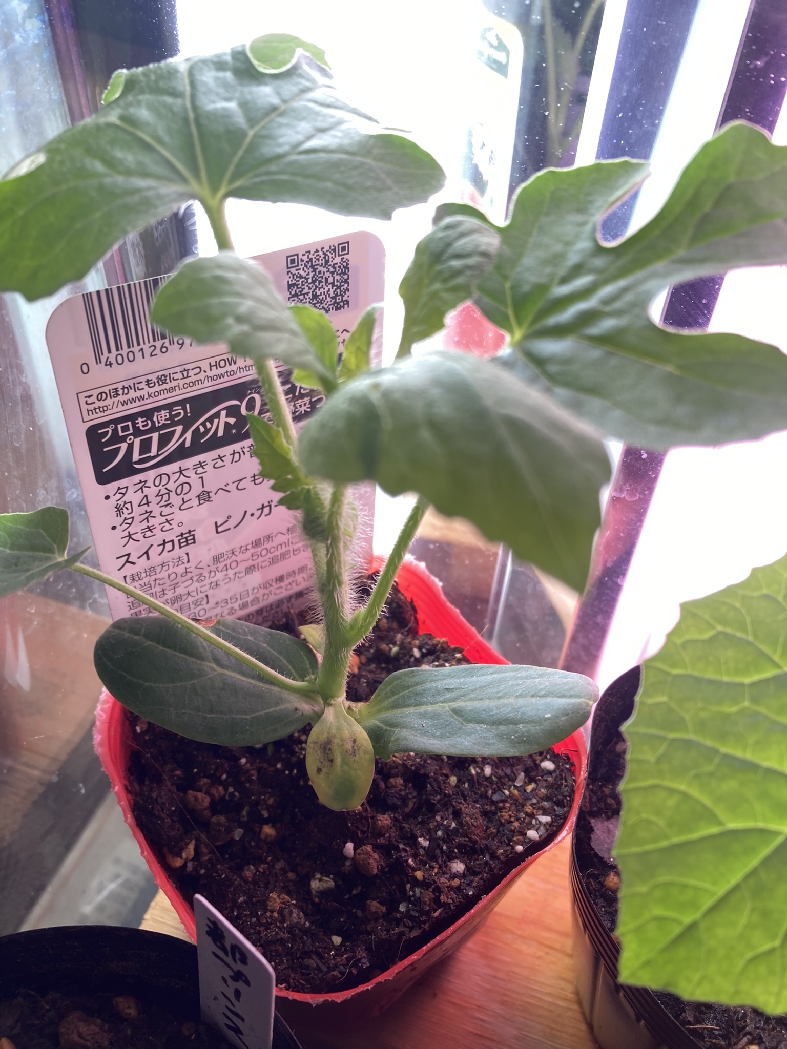 ピノガール接ぎ木